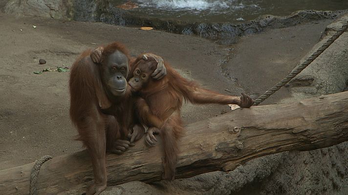La noche temática - La revolución del altruismo