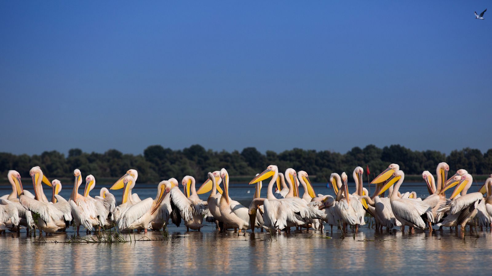 Siete mundos, un planeta - Europa - ver ahora