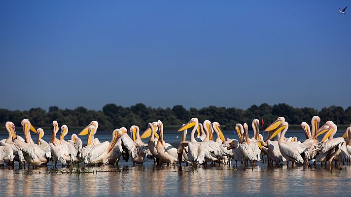 Siete mundos un planeta - Europa