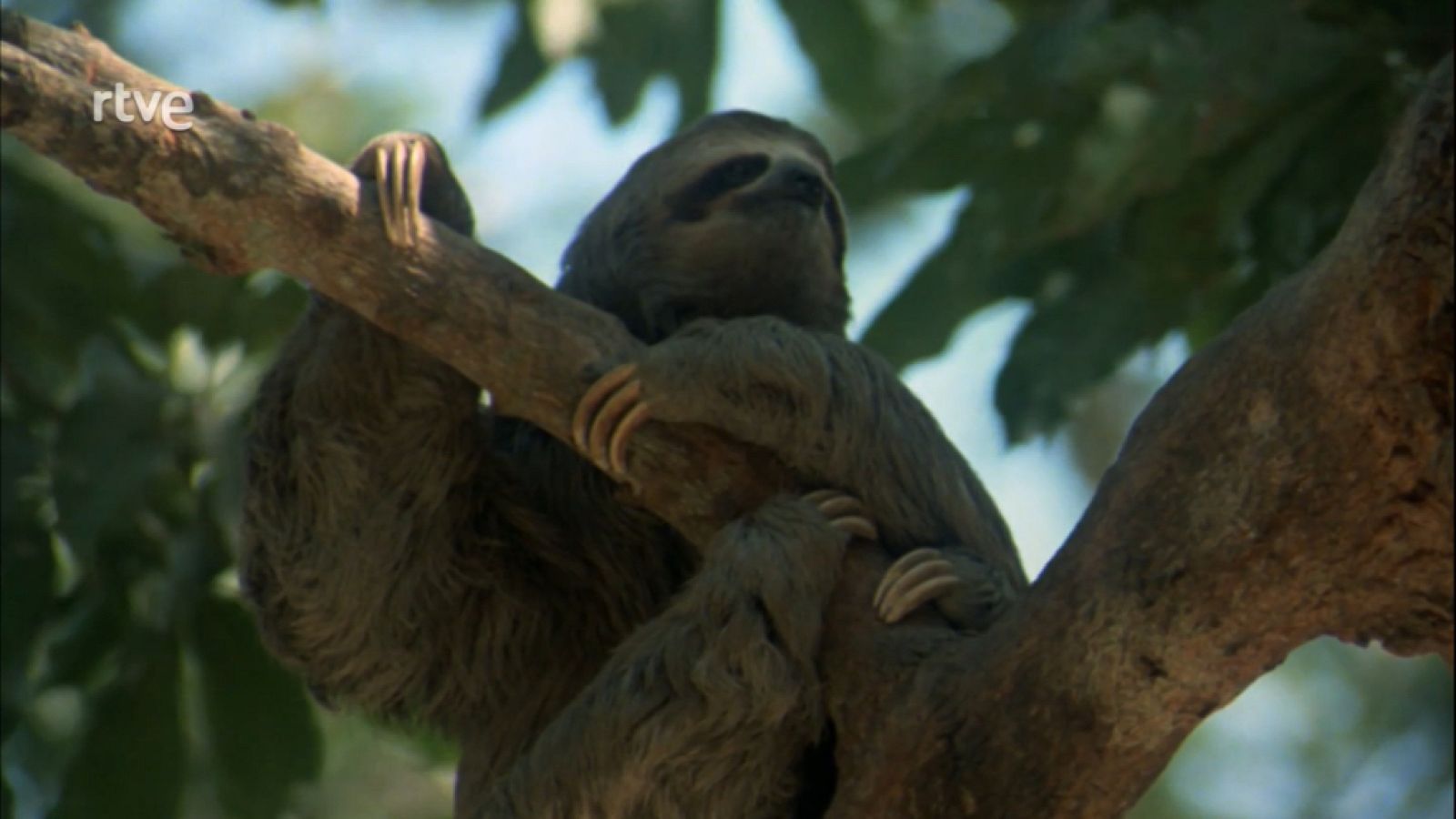 El hombre y la Tierra (Serie venezolana) - El rodeo de los chigüires