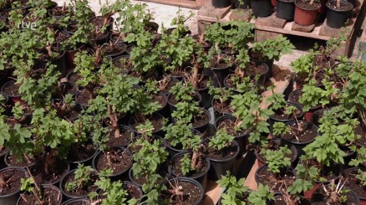 Aquí la Tierra - El lúpulo, todos los secretos de una planta trepadora