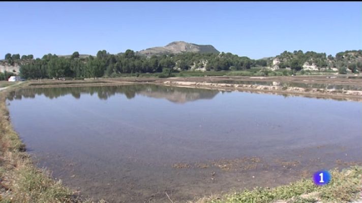 Noticias Murcia - Calasparra espera recolectar este año unos dos millones y medio de kilos de arroz con DO