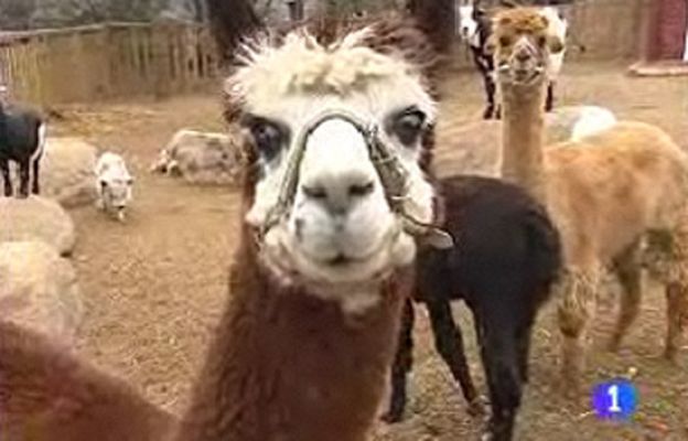  - Regalos originales para Navidad