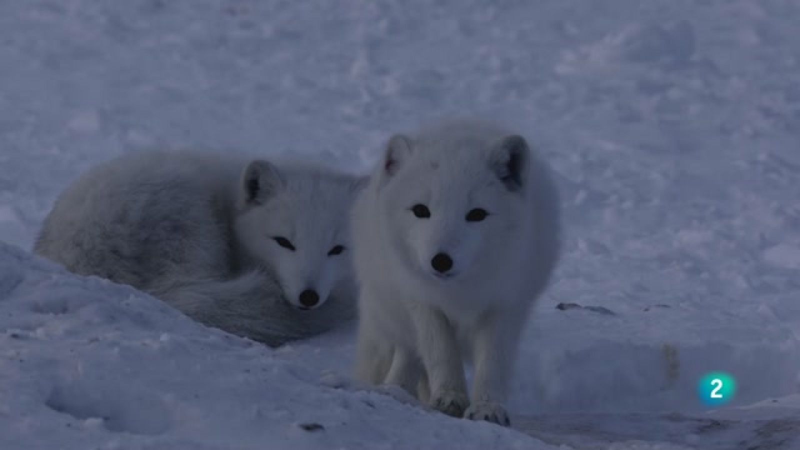 Som Documentals - La terra de l'extrem nord: La nit polar