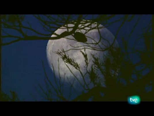 Jara y sedal - El reino de la niebla