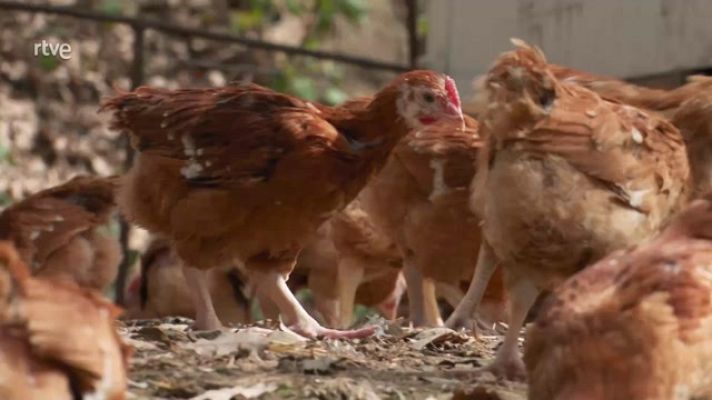 Aquí la Tierra - Pollos felices en el bosque