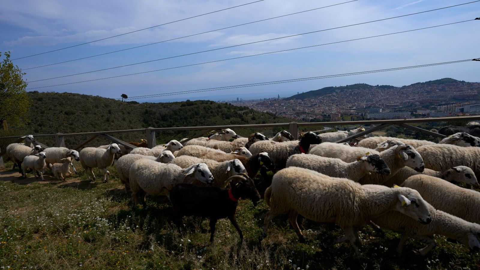 La escasa demanda en el mercado textil baja precio lana | Ver