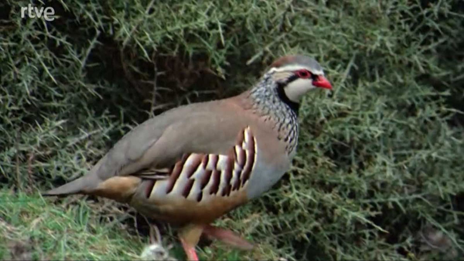 El hombre y la Tierra - La perdiz roja | Ver