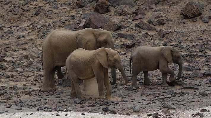 Somos Documentales - Tras los últimos primates mexicanos