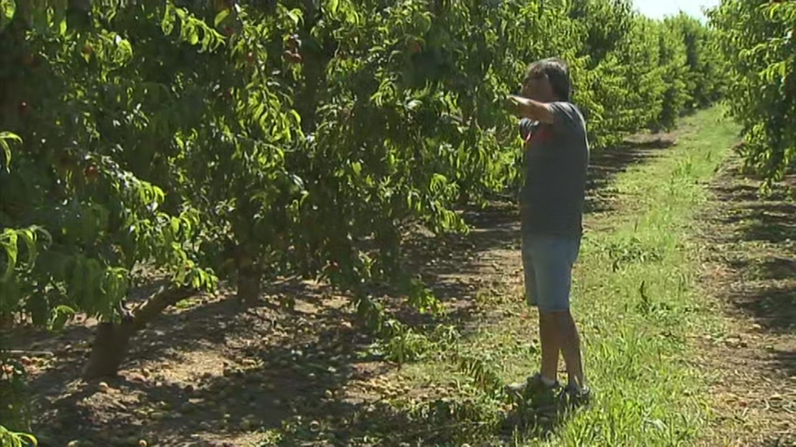 Agrosfera - 04/06/22 - ver ahora