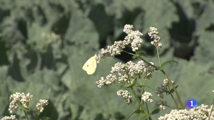 L'Informatiu - Flors silvestres contra les plagues