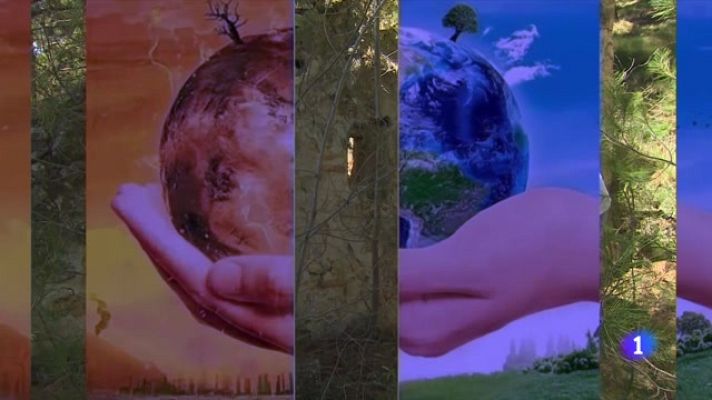 Telediario Fin de Semana - El cambio climático está afectando a las abejas