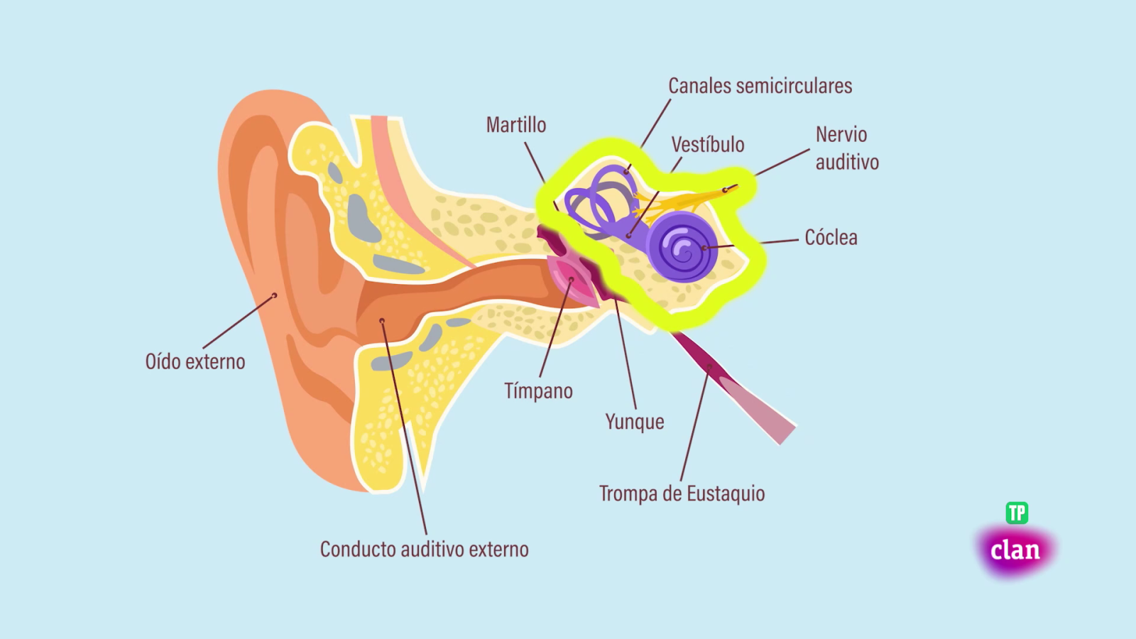 CIENCIAS NATURALES - El oído - Aprendemos en Clan | Ver