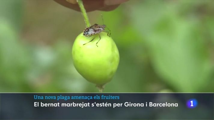 L'Informatiu - El bernat marró marbrejat amenaça els conreus de fruita i verdura