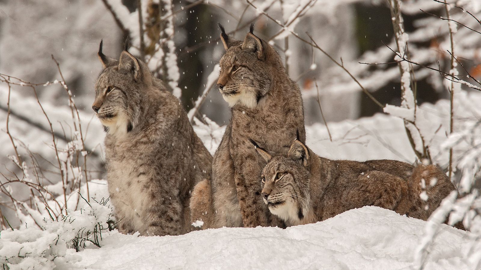 Somos documentales - El lince de cerca - ver ahora