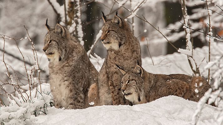 Somos Documentales - El lince de cerca