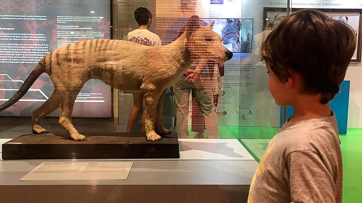 El escarabajo verde - Avance sobre el reportaje "Evolución, 250 años del MNCN"