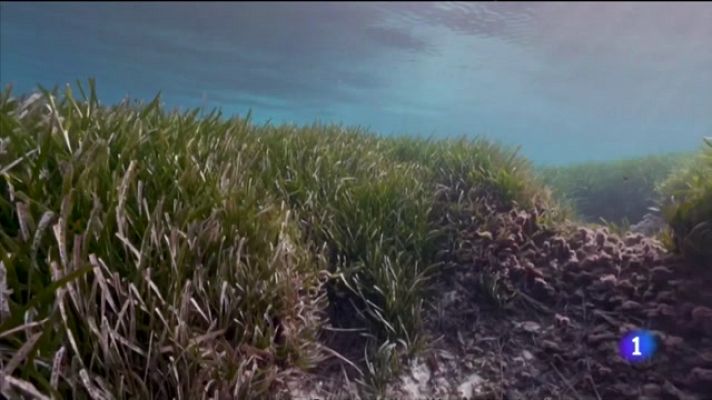 L'informatiu - Comunitat Valenciana - L'Informatiu Comunitat Valenciana 1 - 08/06/22