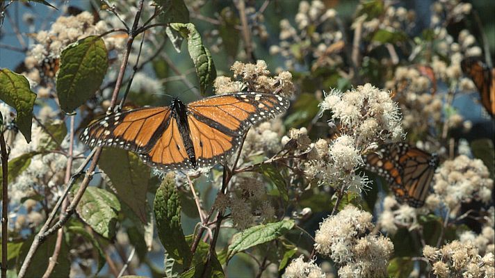 Estaciones en la naturaleza - Primavera