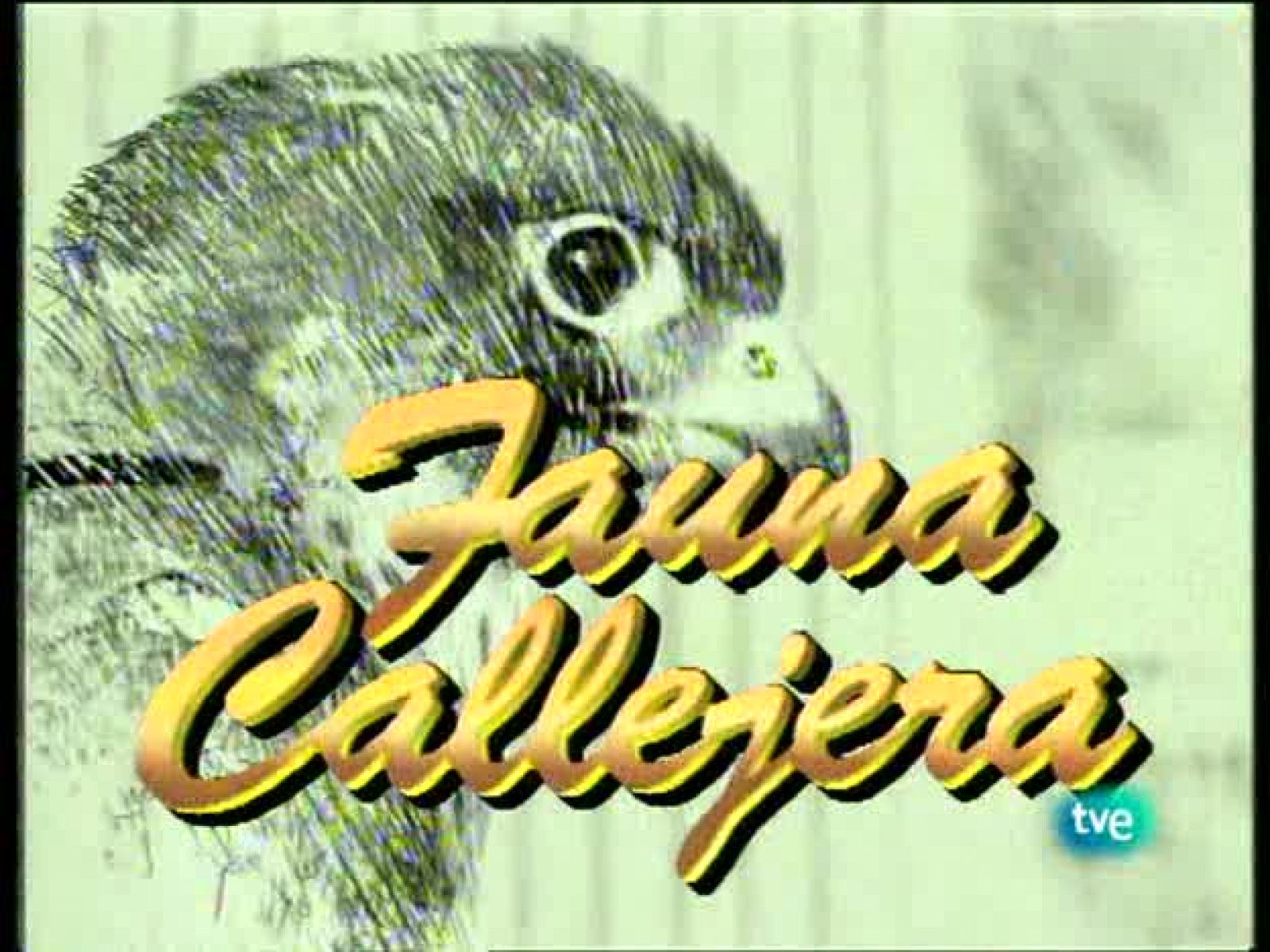 Fauna callejera - La ciudad caliente 2 - Fauna callejera | Ver