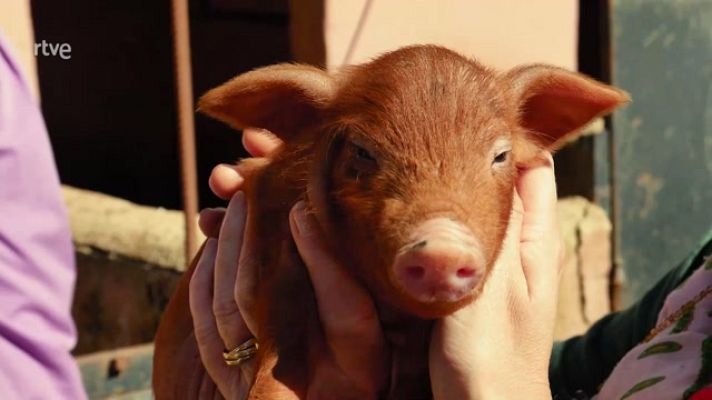 Aquí la Tierra - El cerdo rubio dorado, una auténtica belleza