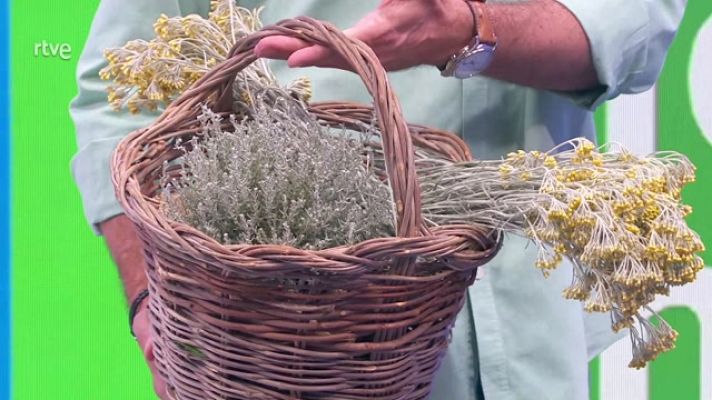 Aquí la Tierra - Helicrysum o siempreviva: cultivo, beneficios y cocina