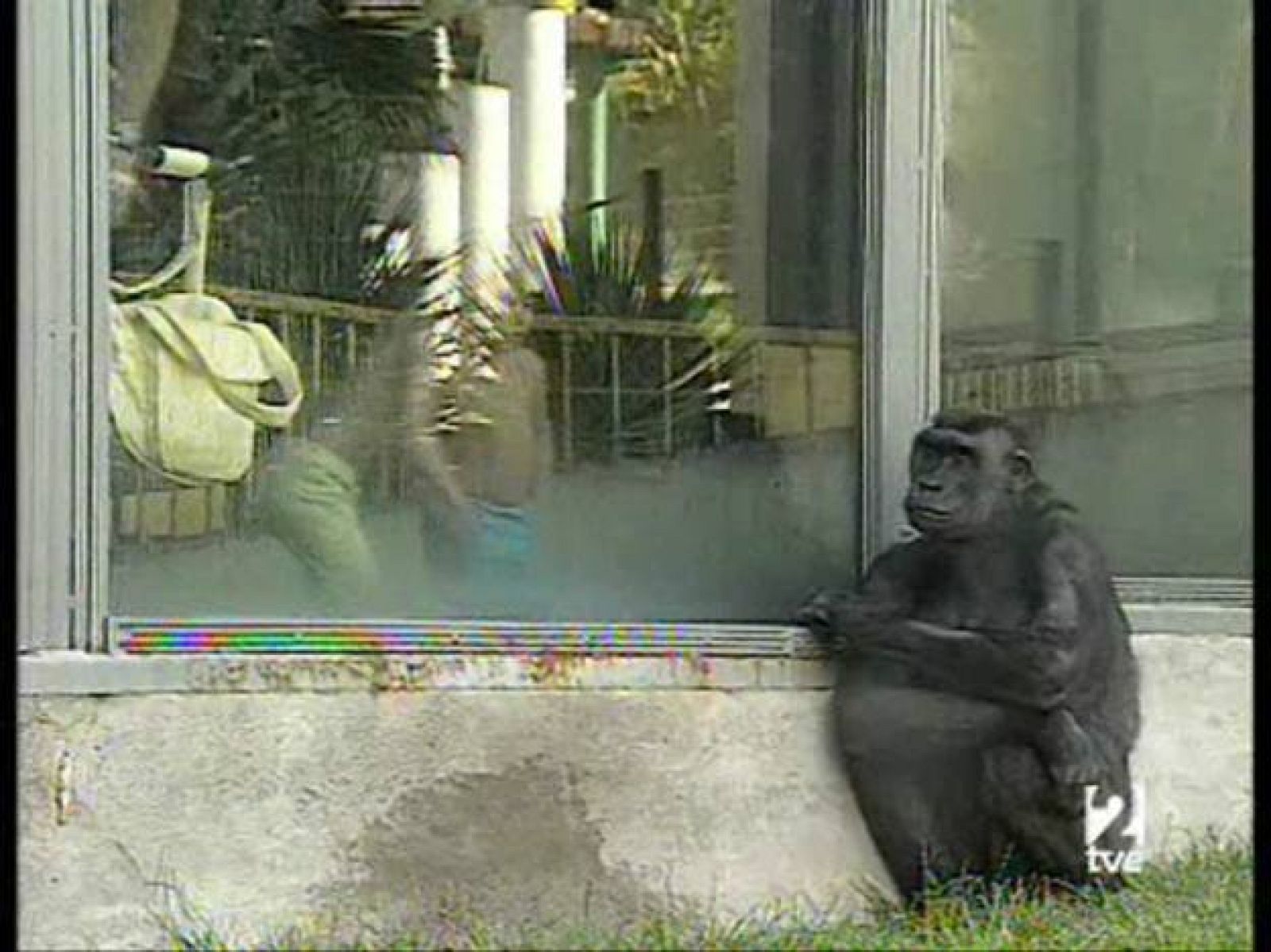 La aventura del saber - Observatorios de animales - 06/05/08 - La aventura del Saber | Ver