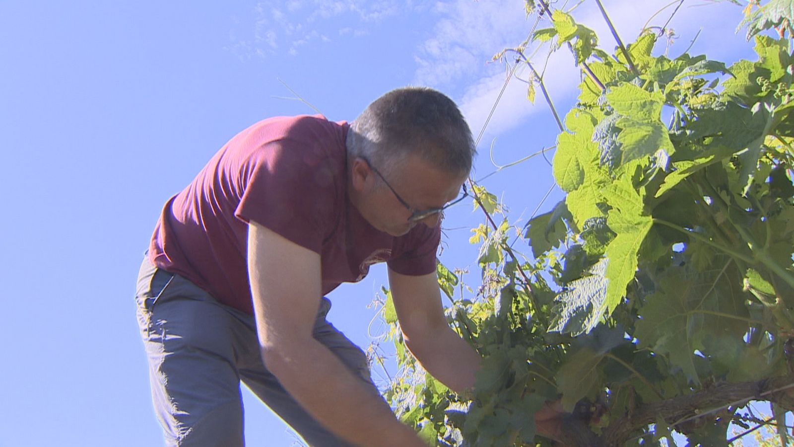 Agrosfera - 11/06/22 - ver ahora