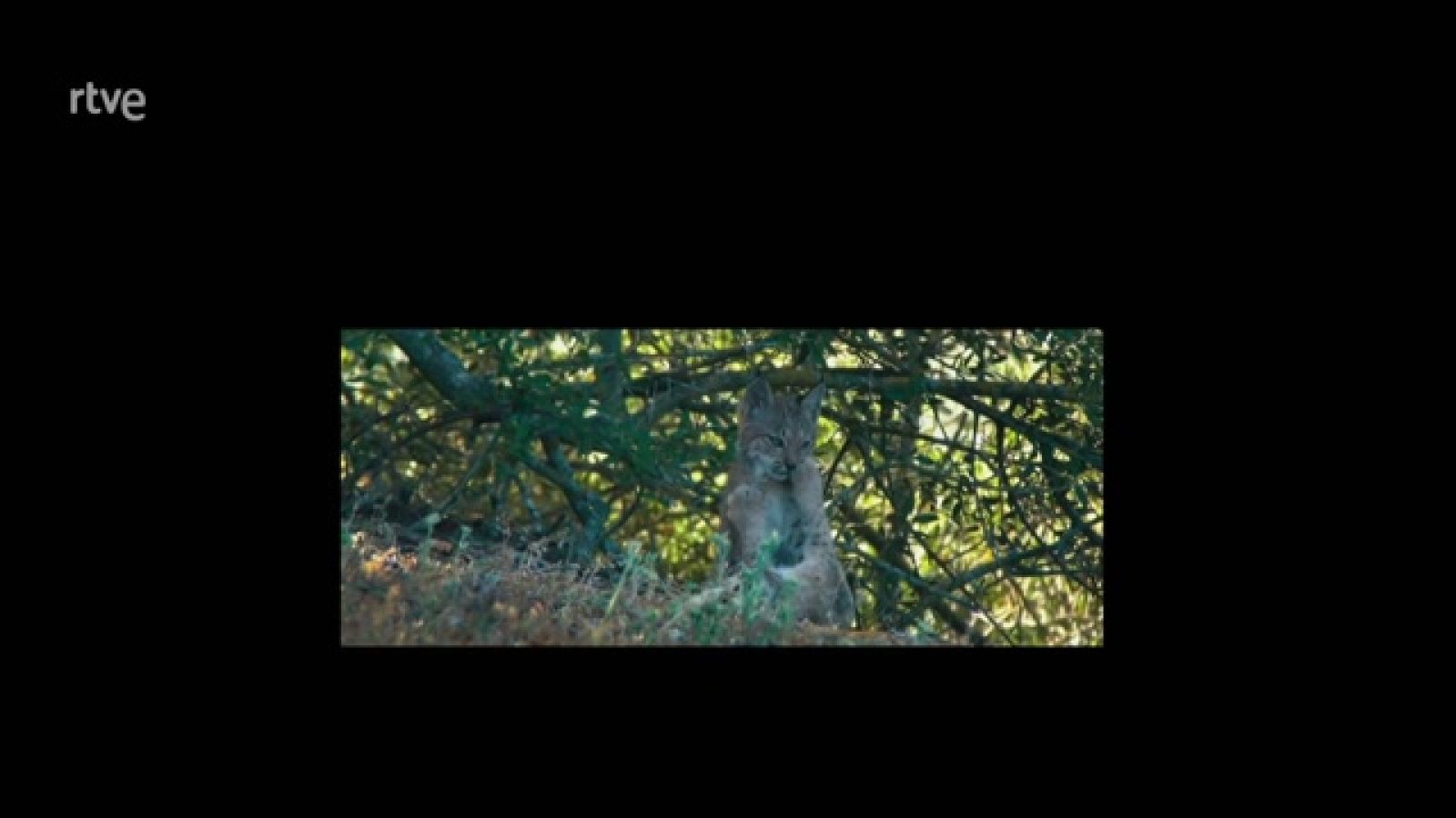 Dehesa, el bosque del lince ibérico - ver ahora