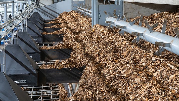 El bosque protector - Biomasa forestal