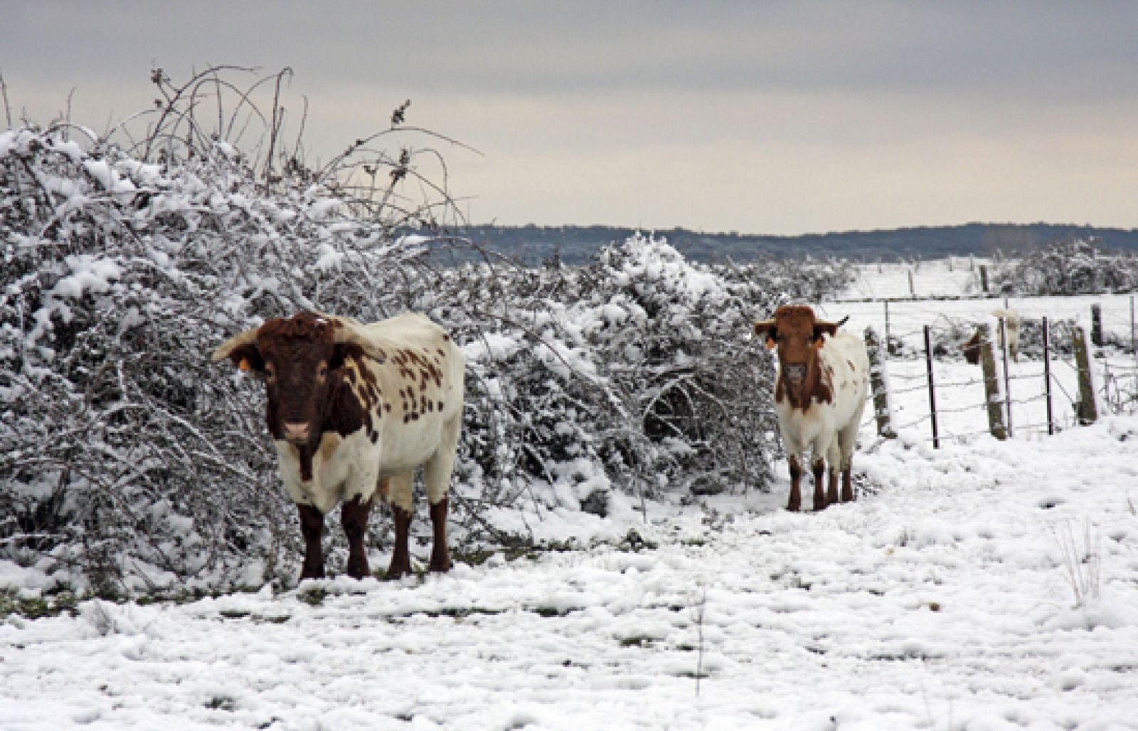 El TD1 en cuatro minutos (07/01/10)