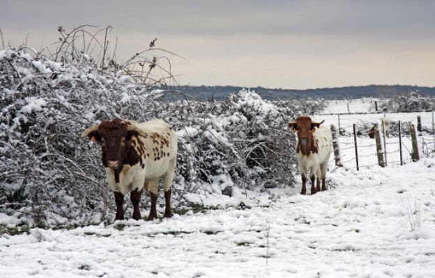 Telediario 1 - Telediario en 4' - 07/01/10