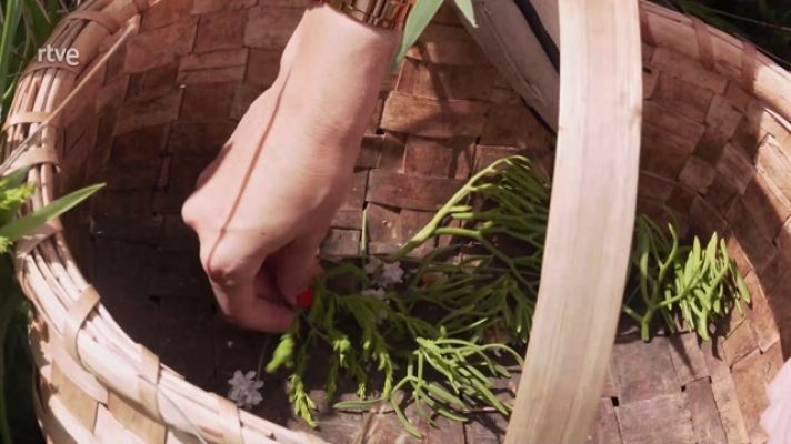 Aquí la Tierra - Plantas comestibles: del hinojo marino al clavel de mar