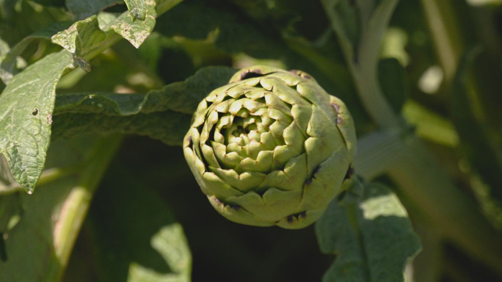 Aquí la Tierra - 16/06/22 - ver ahora