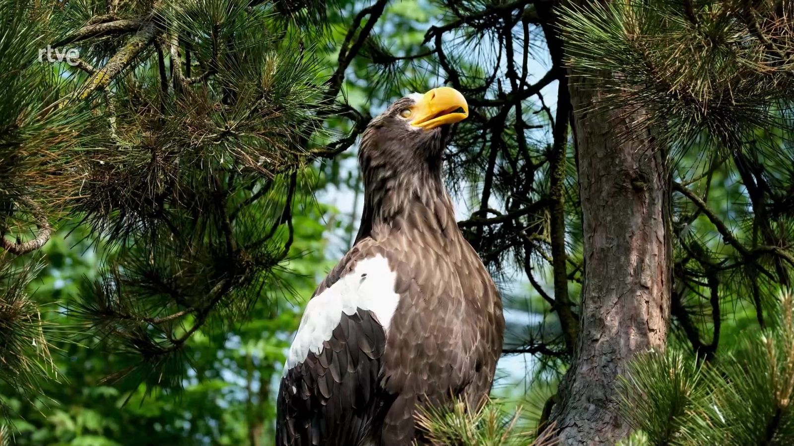 UNED - 17/06/22 - ver ahora