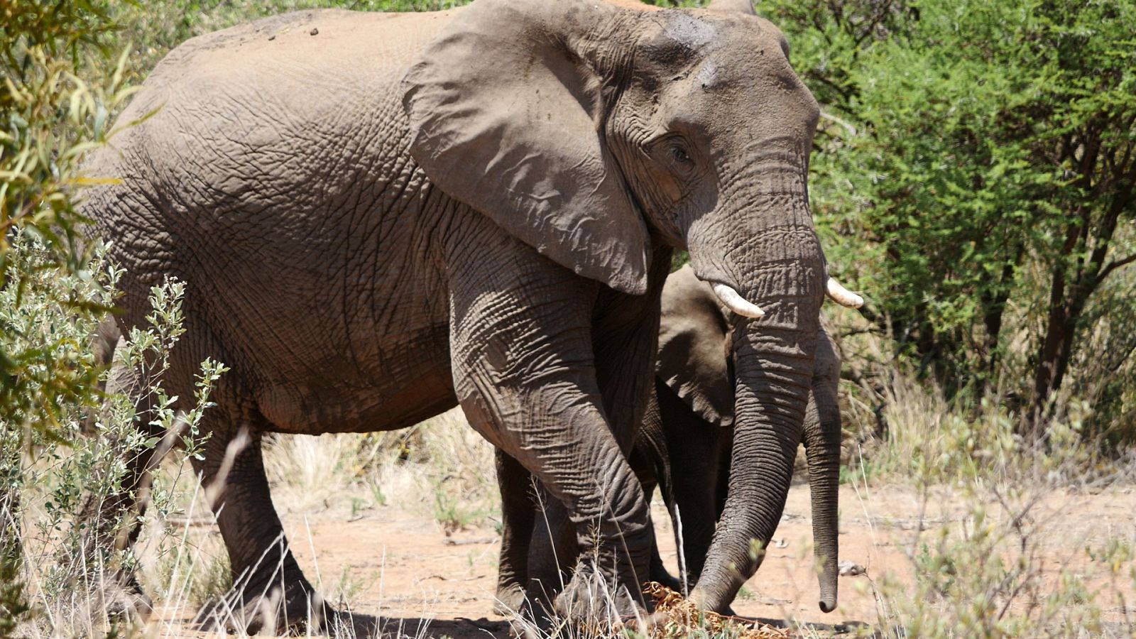 Somos Documentales - Recuerdos de un elefante - Ver ahora