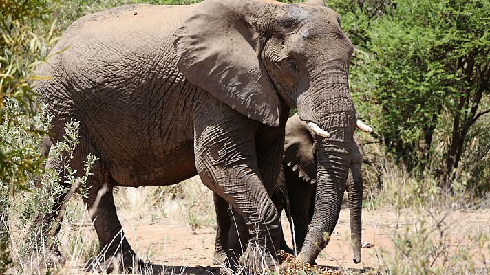 Somos Documentales - Recuerdos de un elefante