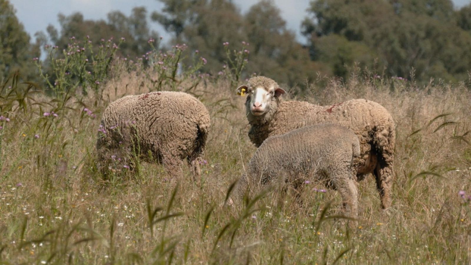 Aquí la Tierra - 17/06/22 - ver ahora