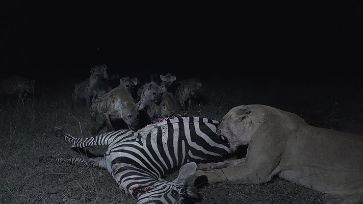 Somos Documentales - Leones y hienas. Dueños de la muerte, guardianes de la vida