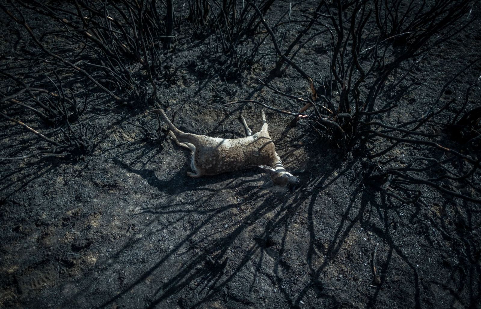 Manifestacion en Zamora tras incendio Sierra Culebra | Ver