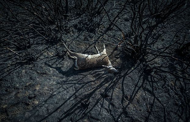 Telediario 2 - Miles de personas se manifiestan en Zamora tras el incendio de la Sierra de la Culebra