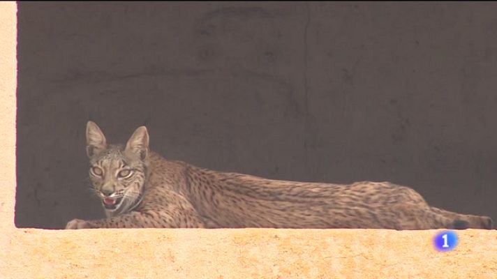 Telediario 2 - Castilla-La mancha cuenta con 473 linces ibéricos