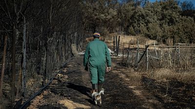 El Gobierno anuncia la declaraci�n de zona catastr�fica para seis comunidades aut�nomas por los incendios