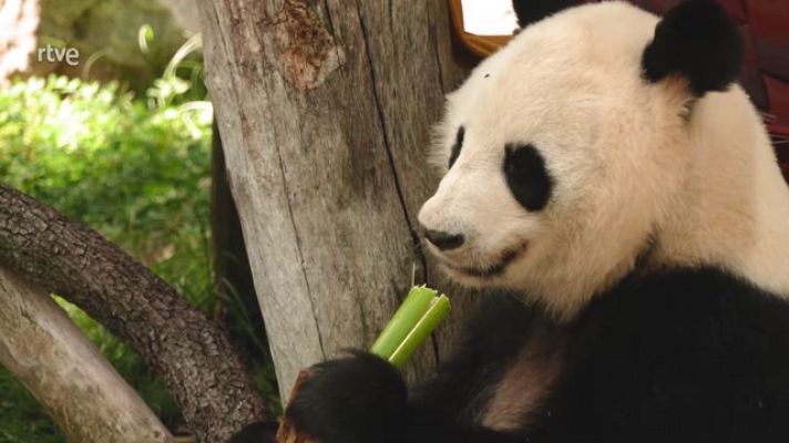 Aquí la Tierra - 50 años entre animalitos en el Zoo de Madrid