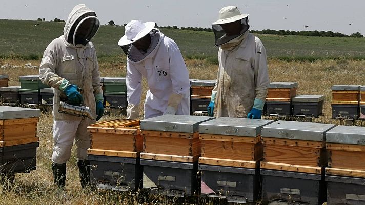 España Directo - Miel de lavanda hecha con amor