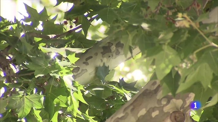 Telediario Fin de Semana - Los expertos en botánica aseguran que las ciudades están muy pobladas de especies con un polen muy agresivo