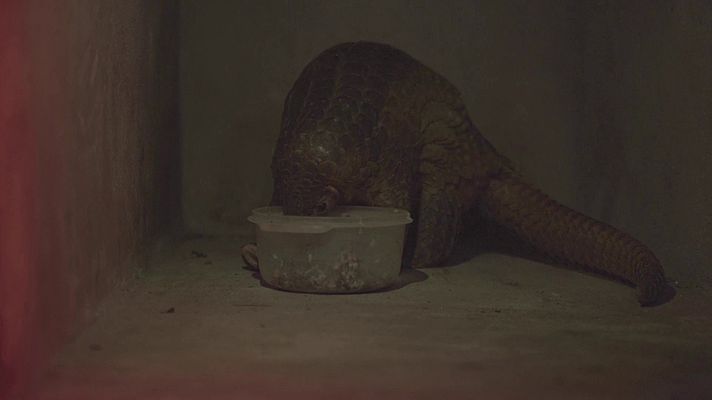 La noche temática - La maldición del pangolín