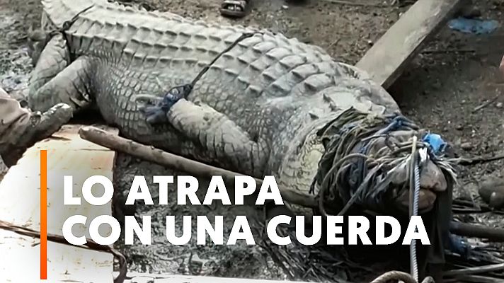 Modo Digital - Un hombre captura a un cocodrilo de más de cuatro metros con una cuerda en Indonesia