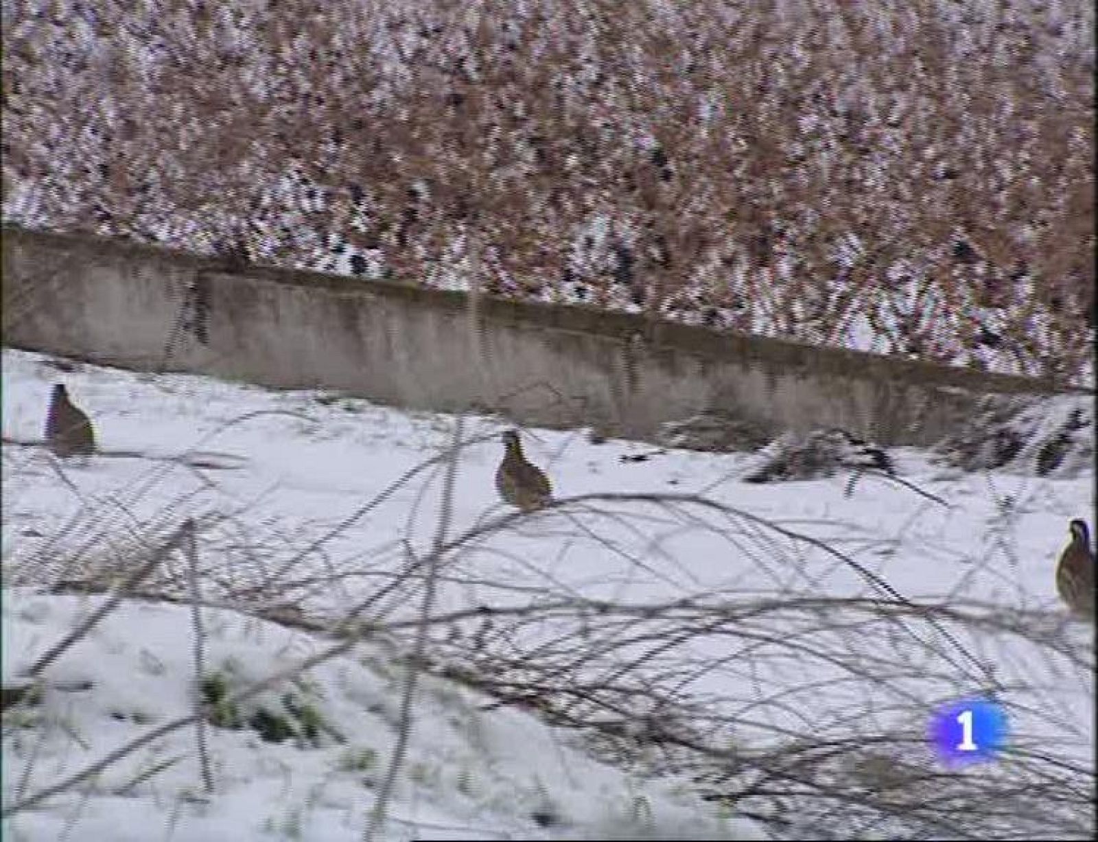 Informativo Telerioja - 08/01/10 - Informativo Telerioja | Ver