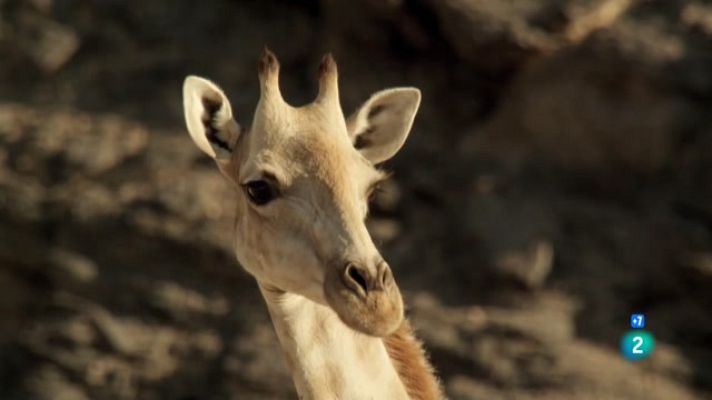 Som Documentals - Grans i petits: els extrems de la natura